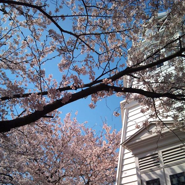 境台場公園桜
