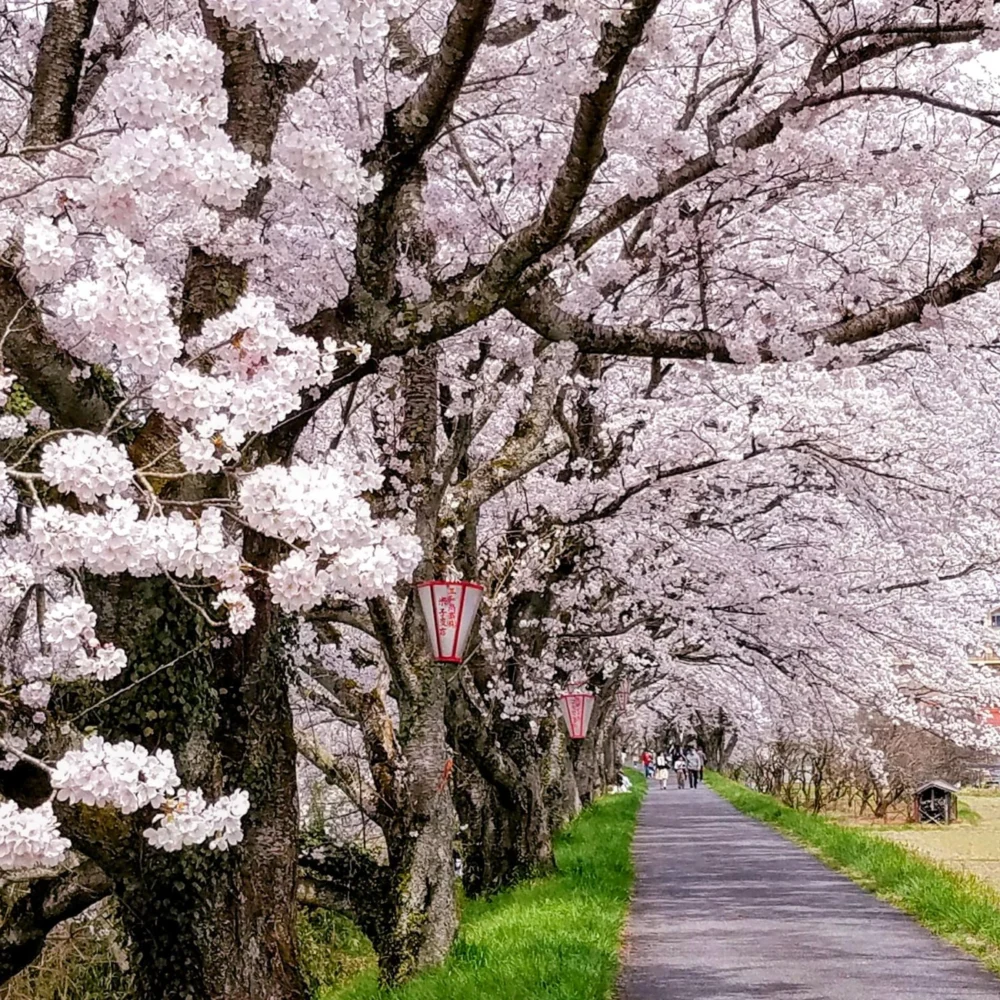 法勝寺土手桜